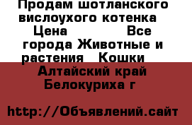 Продам шотланского вислоухого котенка › Цена ­ 10 000 - Все города Животные и растения » Кошки   . Алтайский край,Белокуриха г.